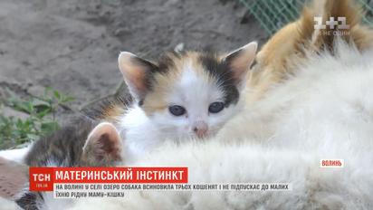 Материнский инстинкт: на Волыни собака пригрела трех котят