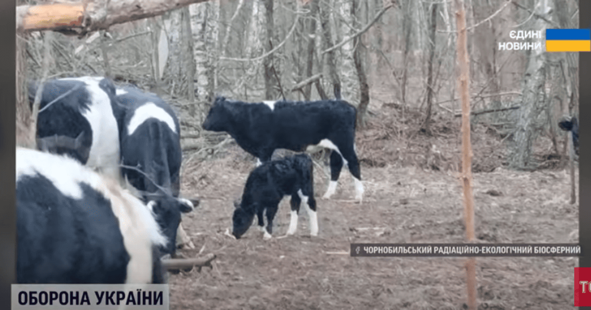 Дикие коровы