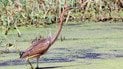 Руда чапля. Фото: Нижньодністровський національний природний парк