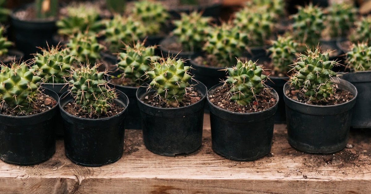 Почему кактус имеет колючки