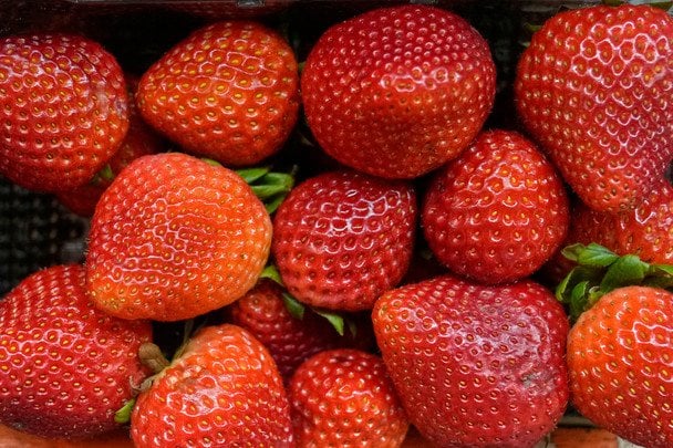 Коли садити полуницю, щоб зібрати ранній урожай