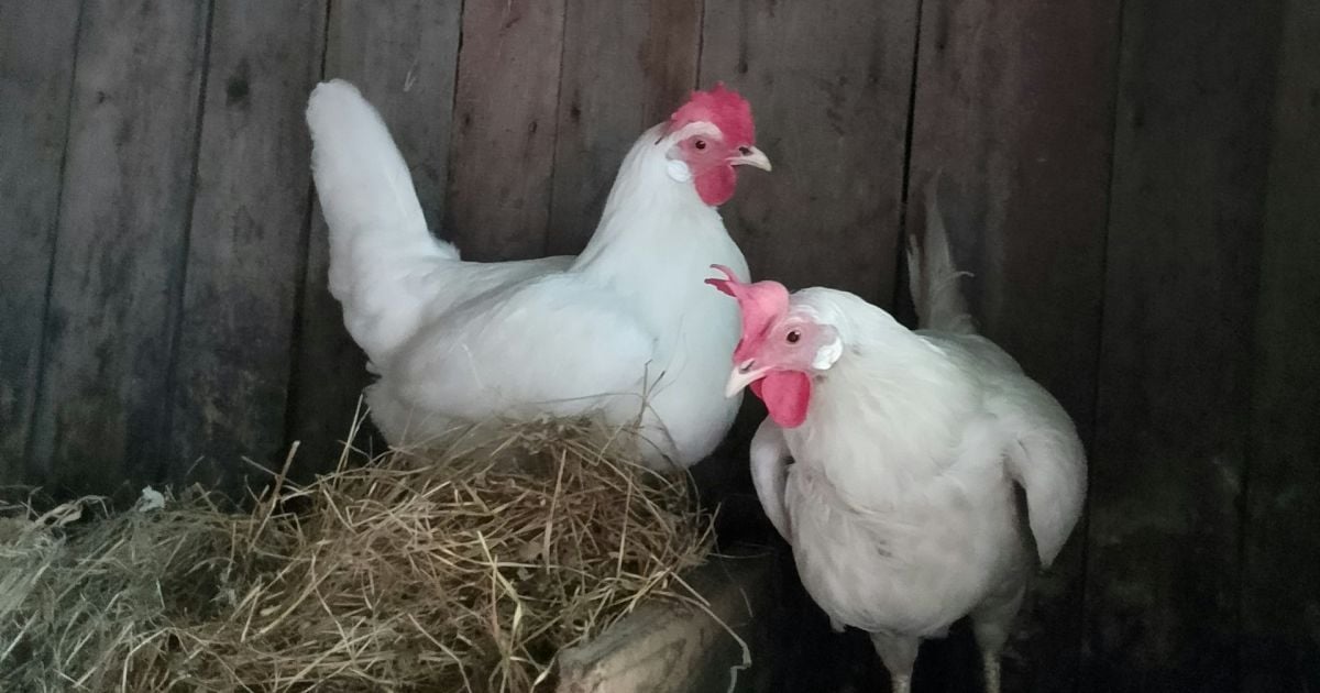 Как правильно кормить кур, чтобы несли яйца осенью и зимой