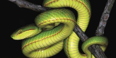 Новый вид змей назвали в честь Салазара Слизерина из вселенной Гарри Поттера