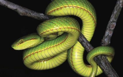 Новый вид змей назвали в честь Салазара Слизерина из вселенной Гарри Поттера