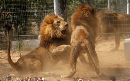 У чилійському зоопарку заради порятунку самогубці вбили двох левів
