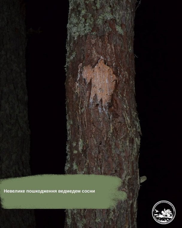 Пошкодження ведмедем сосни / © Чорнобильський радіаційно-екологічний біосферний заповідник