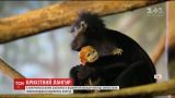 В американском зоопарке родилась крошечная редкая обезьянка