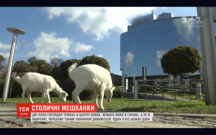 У центрі Києва живуть кози: як і чому тварини опинилися у столиці