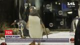 Первое Рождество: в Сиднее пингвинам устроили развлечения с мыльными пузырями