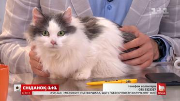 Кішка Ася шукає турботливих господарів