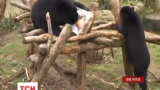 У німецькому зоопарку прощаються з двома очковими ведмедями