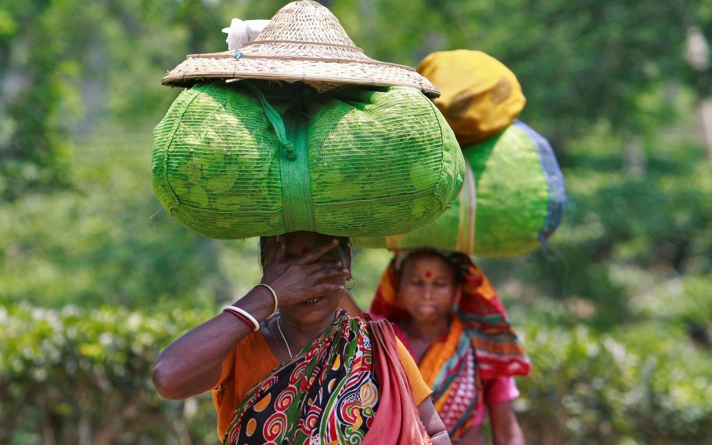 Робітниці чайної плантації несуть мішки чайного листя на околиці міста Агартала, Індія. / © Reuters