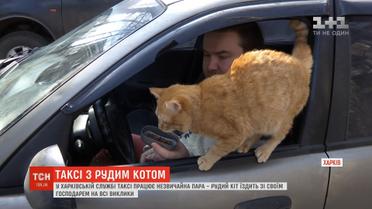 Не працює без сніданку і віщує невдачі: як минають трудові будні кота-таксиста