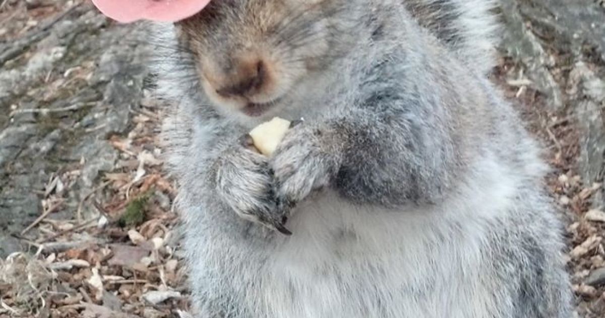 Белка-модница Снизи / © Sneezy The Penn State Squirrel / Facebook