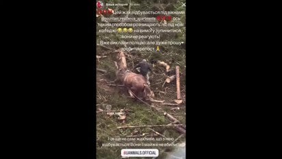 Издевательство над лошадью в Буковеле: полиция установила личность злоумышленника