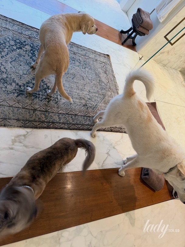 Собаки Дженніфер Еністон / © Instagram Дженніфер Еністон