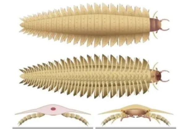 Артроплевра / Фото: Claude Bernard Lyon