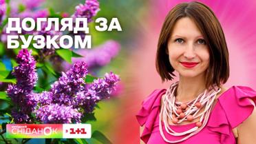 Як правильно доглядати за бузком – Антоніна Лесик
