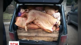 На Донеччині поліцейські затримали свинячу контрабанду