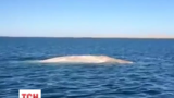 Абсолютно білий кит приплив до берегів Мексики