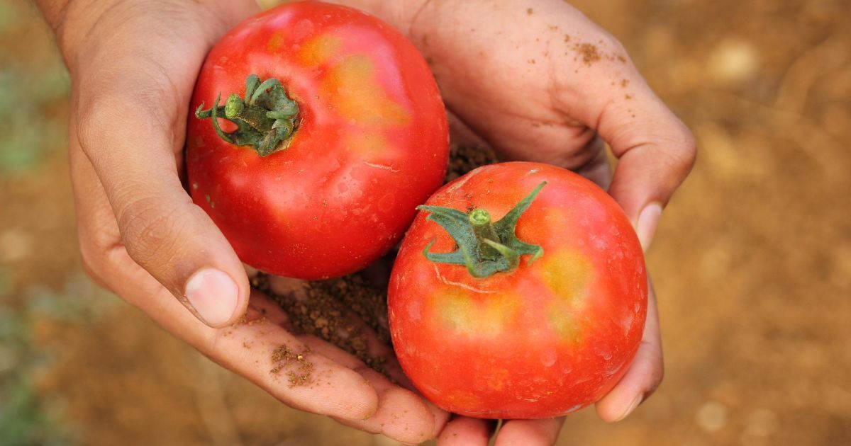 Почему помидоры опадают с куста в открытом грунте: причины и советы