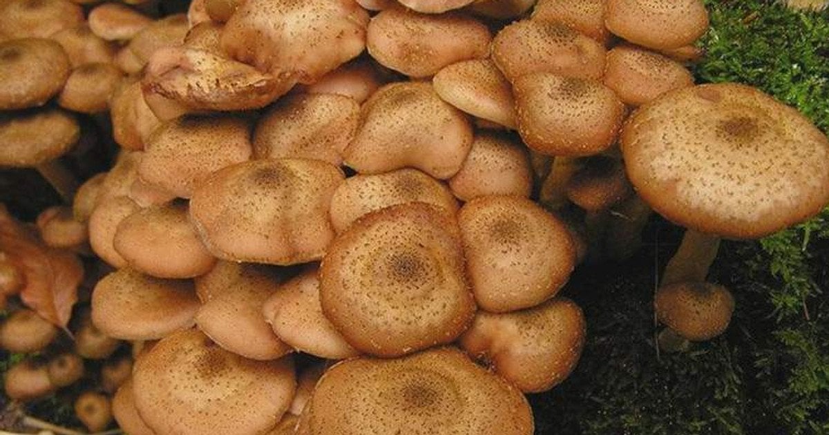 Как варить опята