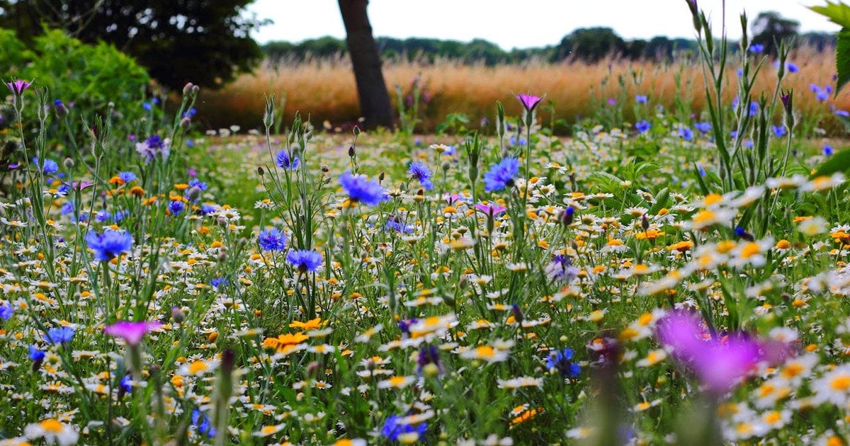 Що означає слово "розмай"
