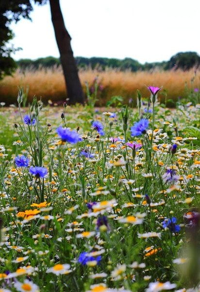 Що означає слово "розмай"