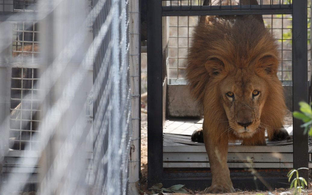 Один из 33 львов, спасенных из цирков в Перу и Колумбии, выпущен в заповеднике Emoya Big Cat в провинции Лимпопо в Южной Африке. / © Reuters
