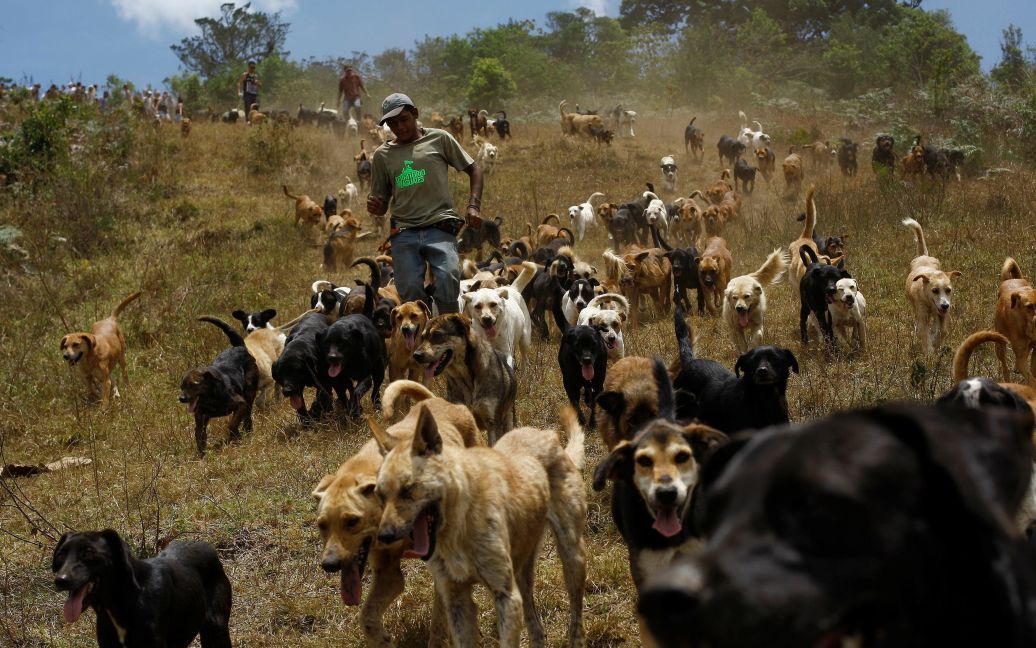 Бродячі собаки біжать у притулку місті Каррізал де Алахуела, Коста-Ріка. Тут мешкають 750 собак, врятованих з вулиць Коста-Ріки. Вони вільно пересуваються по території притулку площею 152 гектари, їх годують, з ними граються та їх доглядають ветеринари. Цей притулок фінансується за рахунок пожертвувань і через нього пройшли вже 8 тисяч собак. / © Reuters