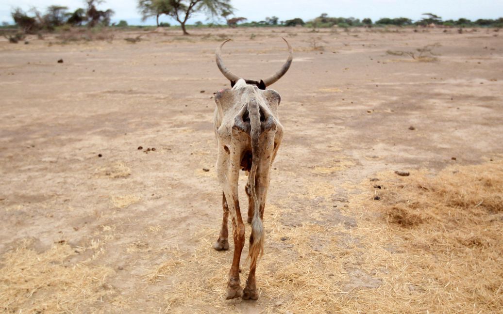 Виснажена від голоду корова ходить у відкритому полі в ефіопському селі в районі, постраждалому від посухи. / © Reuters