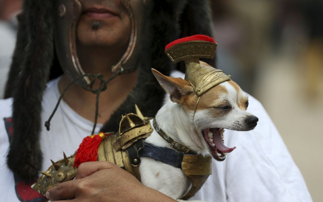 Собачка одета в доспехи легионера. / © Reuters