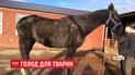 Десятки тварин потерпають без їжі у відпочинковому комплексі, який зачинили через банкрутство