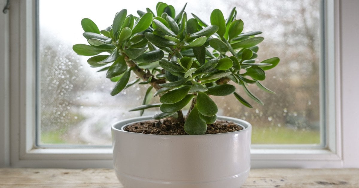 Грошове дерево