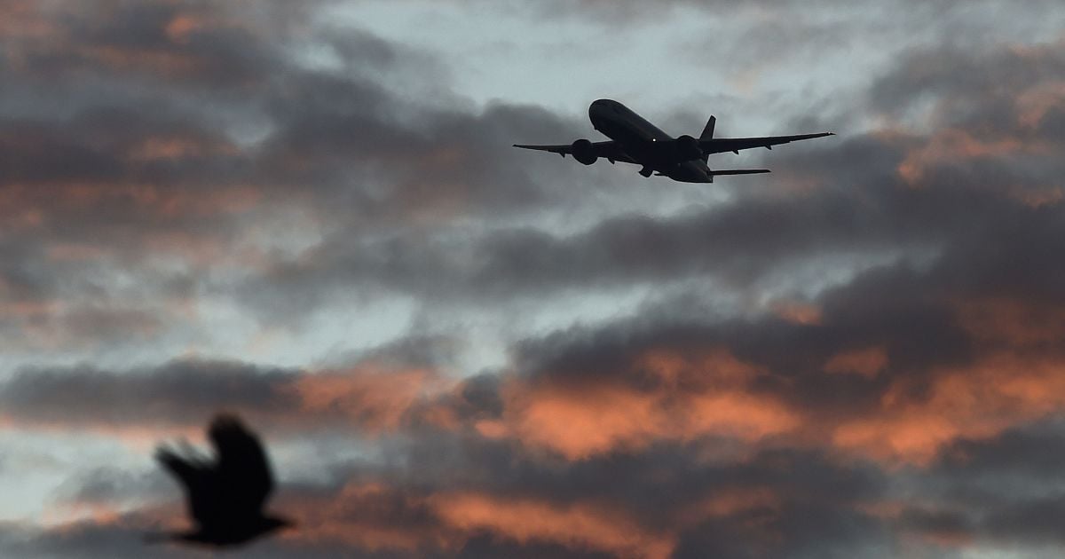 Птица летит на переднем плане, в то время как пассажирский самолет идет на посадку по направлению к аэропорту Хитроу в западной части Лондона, Великобритания. / © Reuters