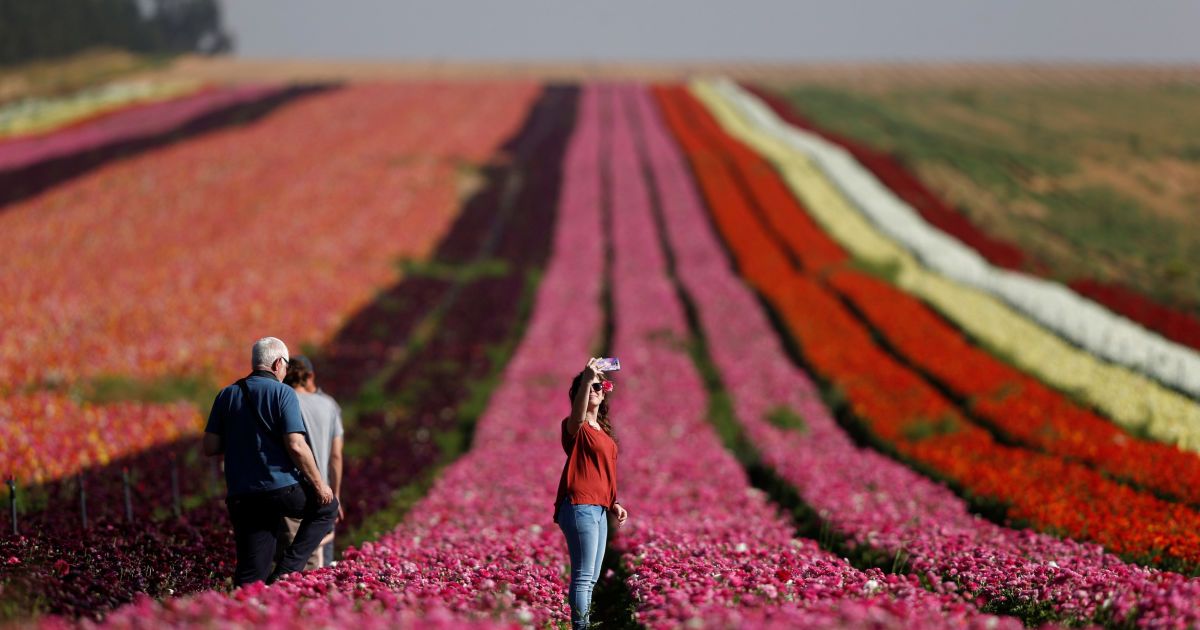 Израильтянка делает селфи в поле из желтков у кибуца Нир-Ицхак на юге Израиля, в непосредственной близости от сектора Газа. / © Reuters