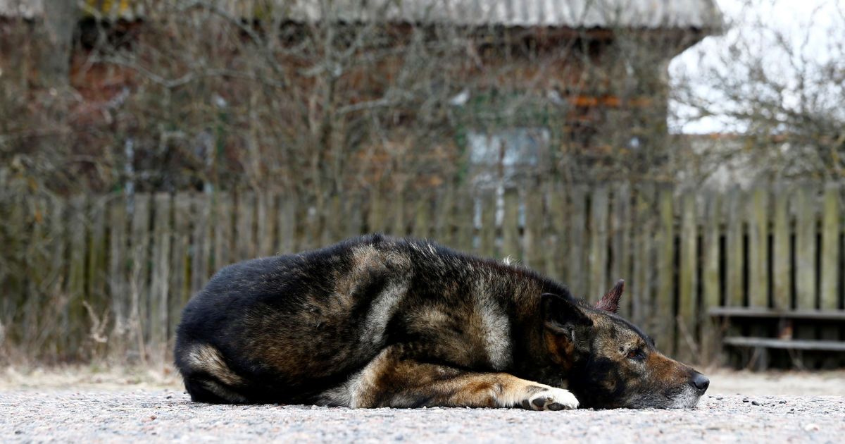 Иван Шамьянок всю свою жизнь прожил в зоне отчуждения. / © Reuters