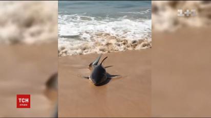 На австралійському пляжі врятували маленьку білу акулу