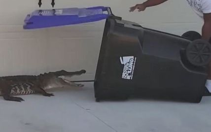 Американец с помощью мусорного контейнера поймал аллигатора, который заполз на его двор: видео схватки