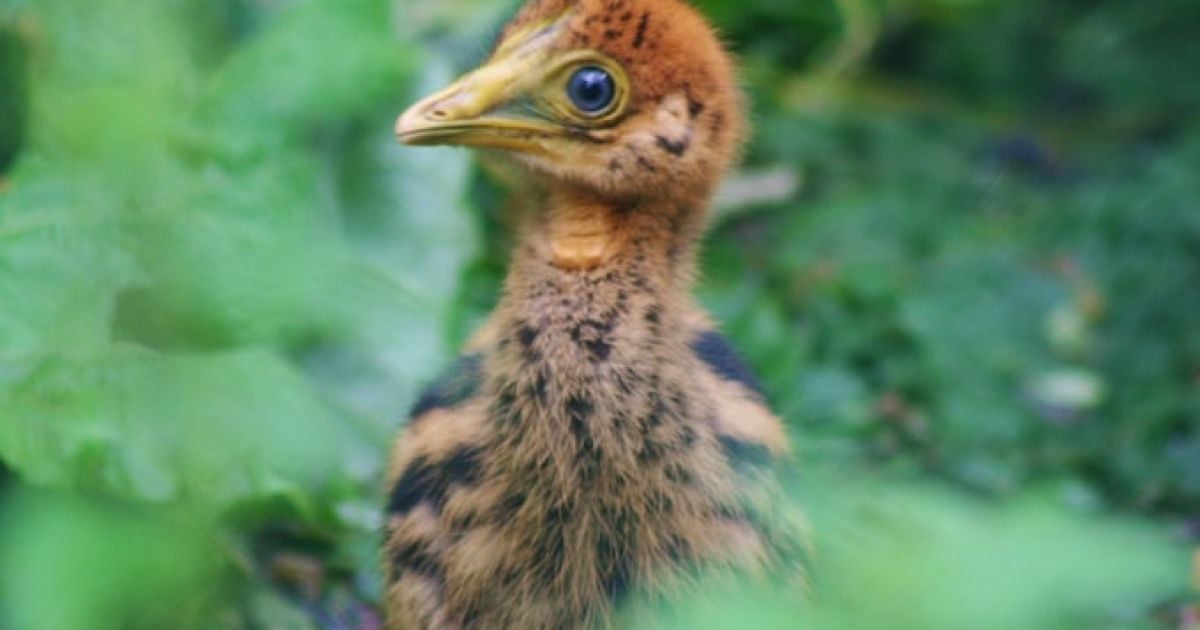 Пташеня казуара / Birdland Park & ​​Gardens / SWNS