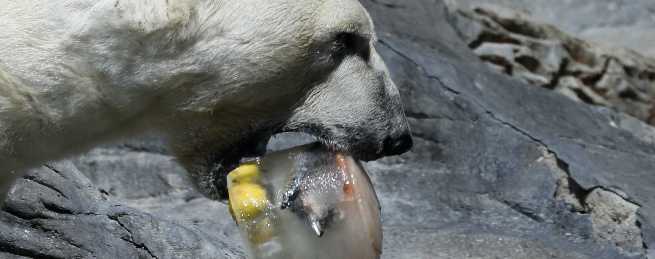 Підкрався непомітно: у московському зоопарку жінка зупинила ведмедя віником