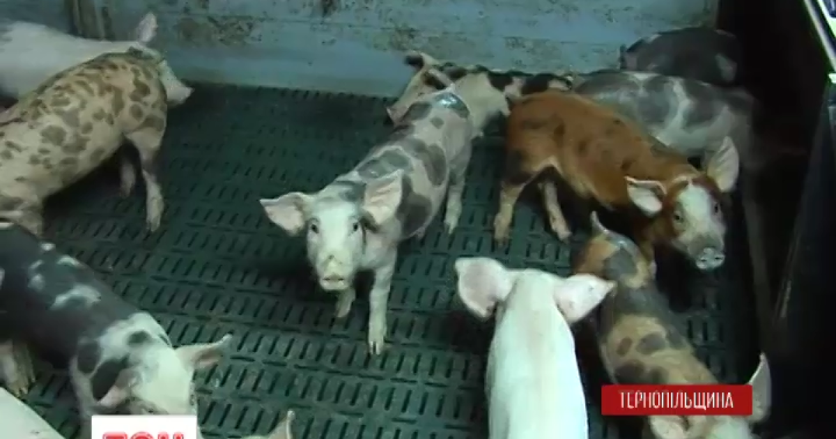 Тактика містян проста &ndash; зморити свиней голодом