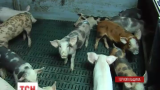 Тисячі свиней голодують на Тернопільщині