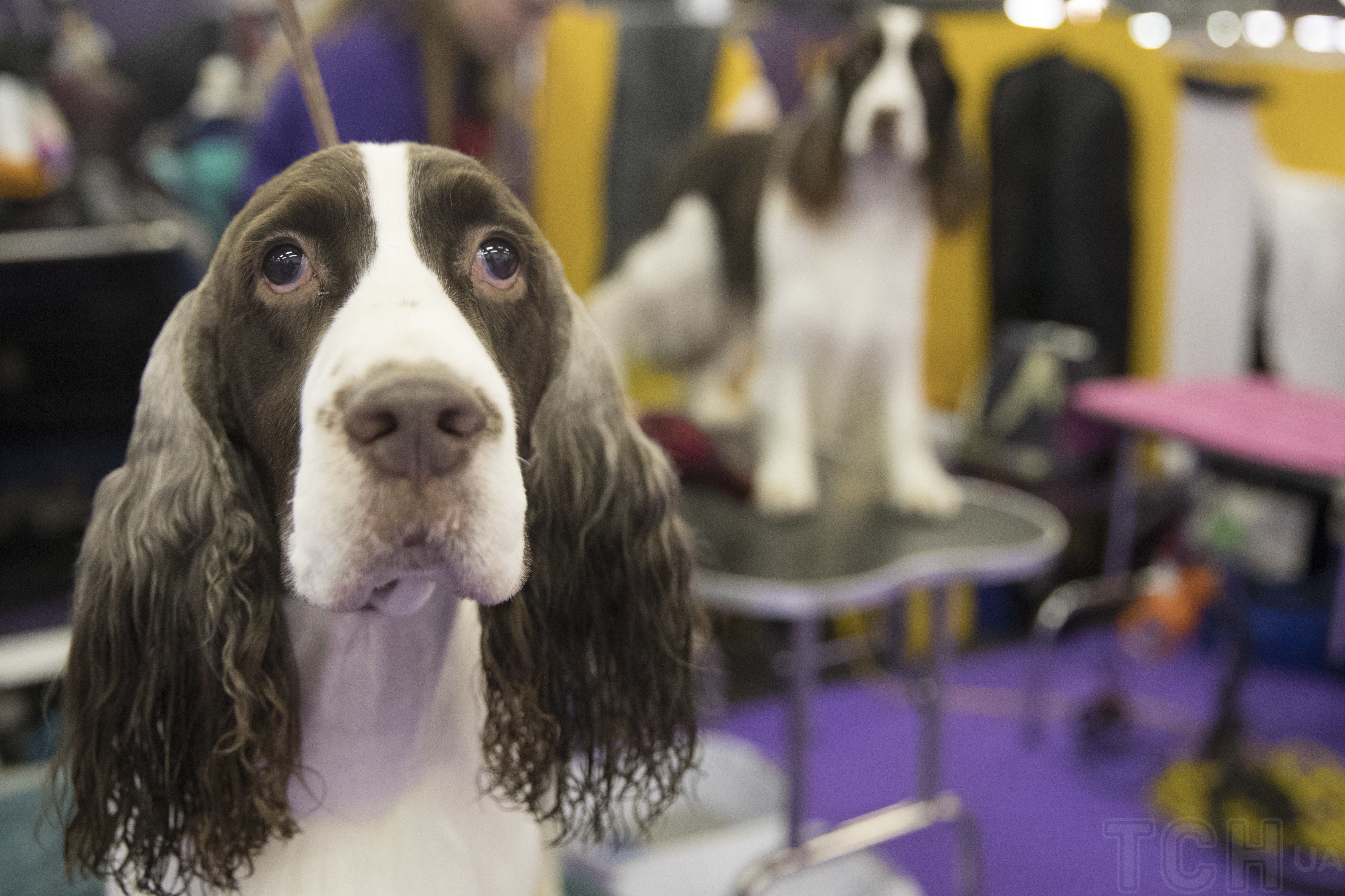 Английский спрингер-спаниель / © Associated Press