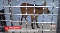 Крізь снігопади та заметілі із Франкфурта-на-Майні до Миколаївського зоопарку доїхав гривастий вовк