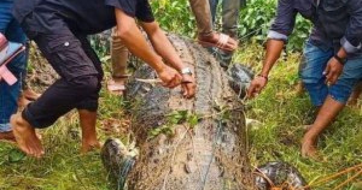 В Індонезії крокодил проковтнув 8-річного хлопчика