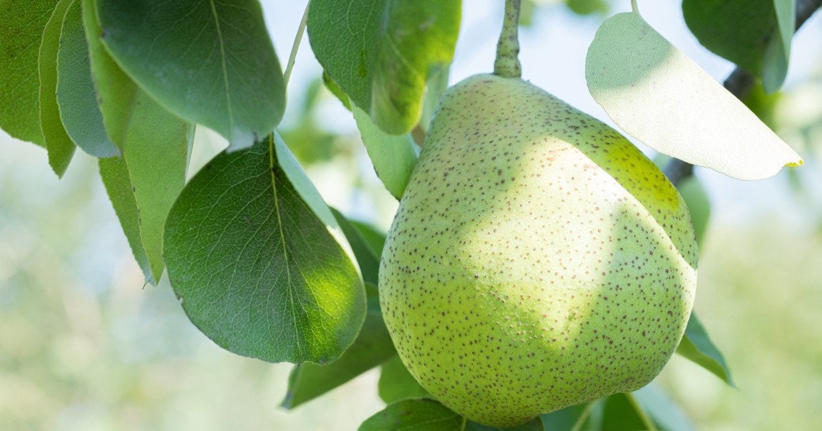 Які сорти груш найкращі для українського саду