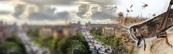 "Бегают весь день с бубнами": в Запорожье спасаются, как могут, от опасного насекомого