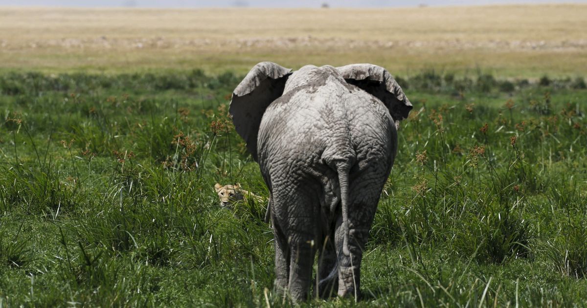 Слон. Вид сзади