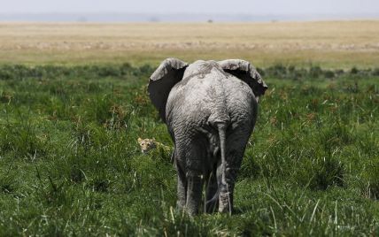 "Венгерский слон в украинском лесу" оказался фейком